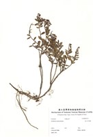 藏品(高山白珠樹)的圖片